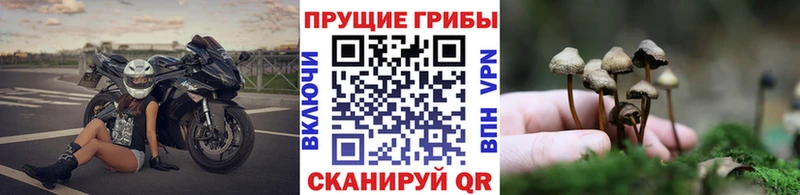 Галлюциногенные грибы прущие грибы  Купить  Луховицы 